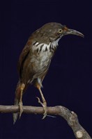 藏品(大彎嘴)的圖片